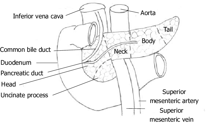 693x415 gross anatomy of the pancreas download scientific diagram - Pancreas Drawing
