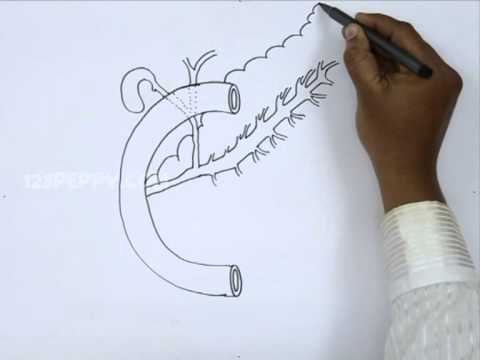 480x360 how to draw a pancreas - Pancreas Drawing