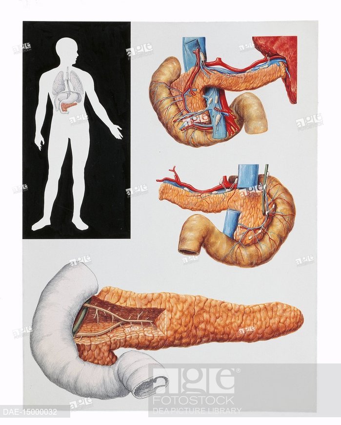 699x870 medicine human anatomy, pancreas drawing, stock photo, picture - Pancreas Drawing