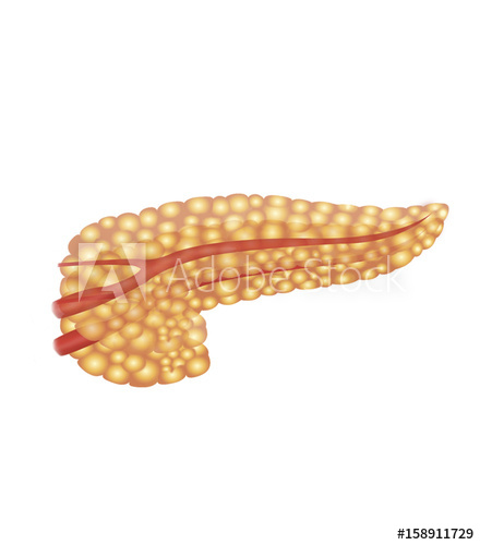 440x500 pancreas, drawing - Pancreas Drawing