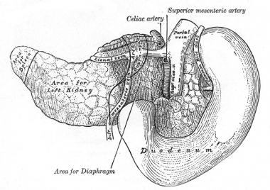 380x268 pancreas anatomy overview, gross anatomy, microscopic anatomy - Pancreas Drawing