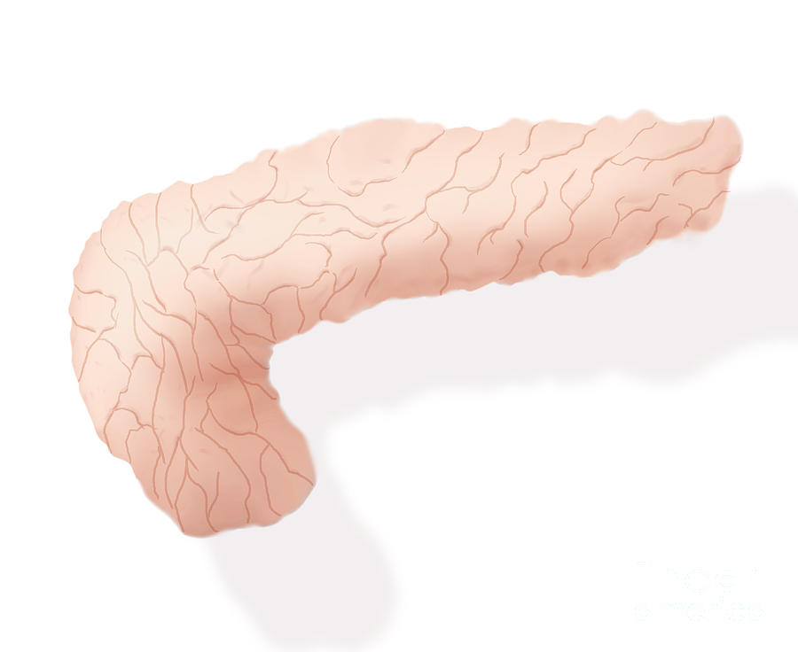 900x736 pancreas illustration photograph - Pancreas Drawing