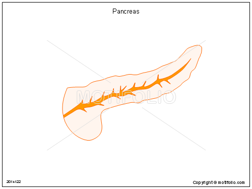 500x375 pancreas illustrations - Pancreas Drawing