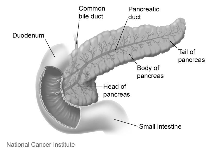 800x584 pancreatitis - Pancreas Drawing