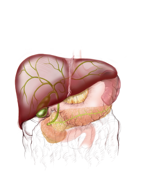 480x640 surgeon drawing pancreas transparent png clipart free download - Pancreas Drawing