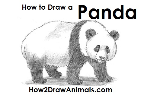 500x315 How To Draw A Panda - Panda Bear Drawing