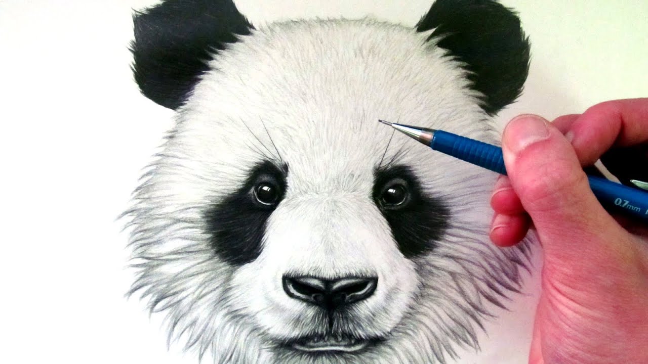 1280x720 How To Draw A Panda Bear - Panda Bear Drawing
