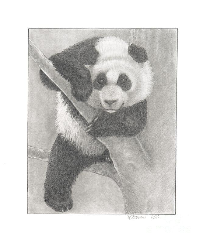 667x800 Panda Bear Drawing - Panda Bear Drawing
