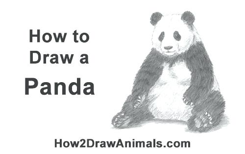 500x315 giant panda drawing download giant panda stock illustration - Panda Bear Line Drawing
