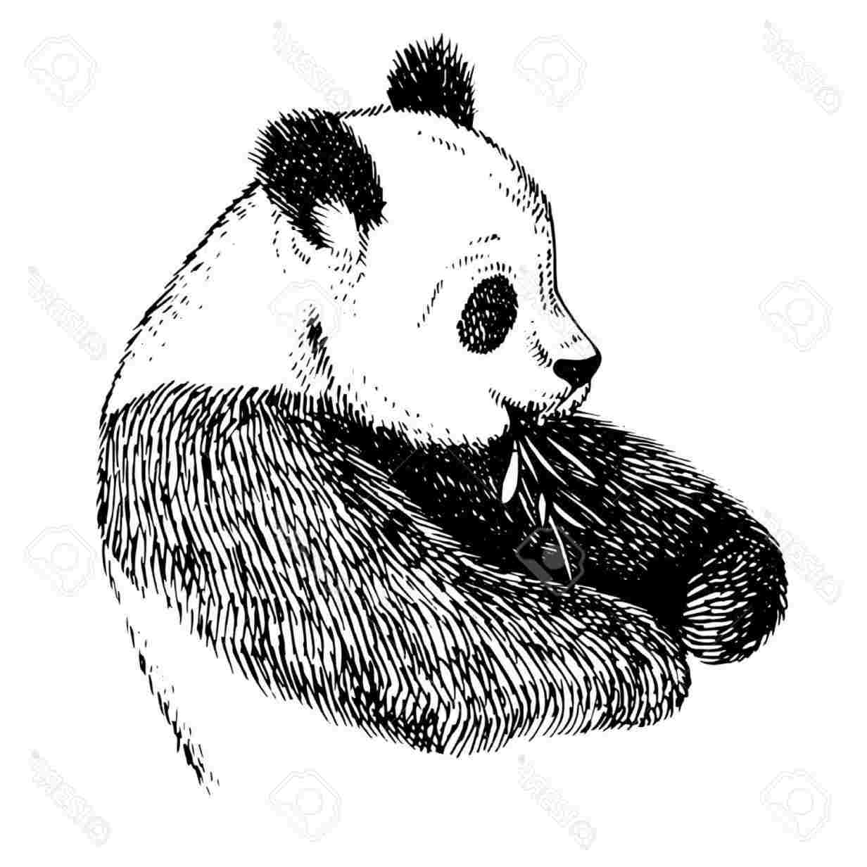 1232x1232 Panda Bear Line Drawing - Panda Bear Line Drawing