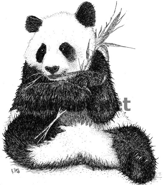 526x600 I It Panda - Panda Bear Line Drawing
