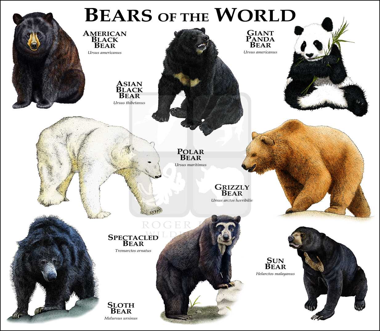 1234x1076 Bears Full Color Line Art Illustrations - Panda Bear Line Drawing