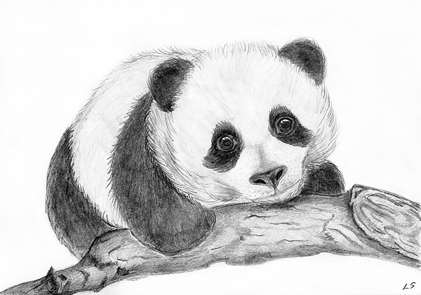Panda Drawing at PaintingValley.com | Explore collection of Panda Drawing