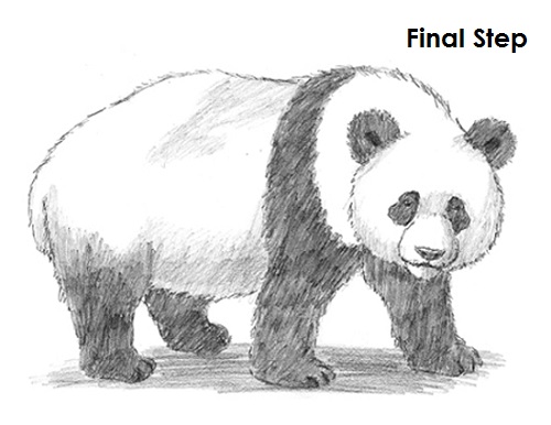 500x386 Easy To Draw A Panda How To Draw - Panda Drawing Easy
