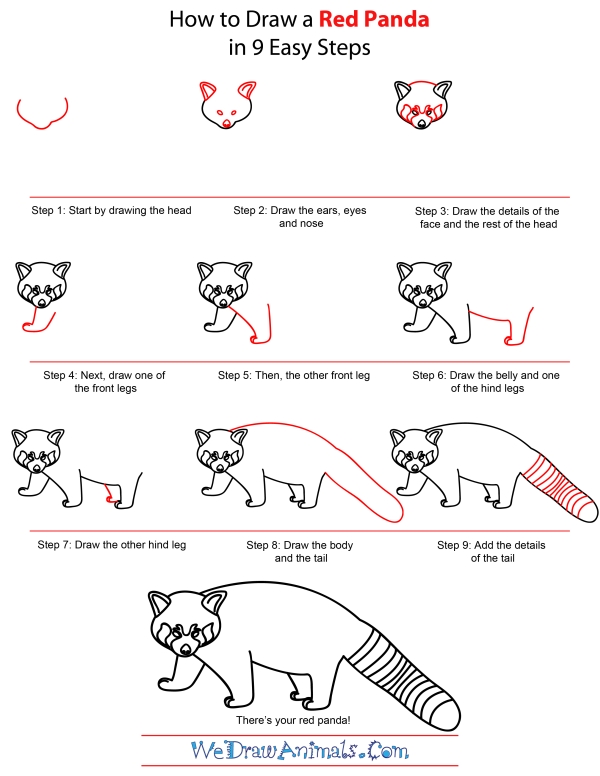 600x776 How To Draw A Red Panda - Panda Drawing Step By Step