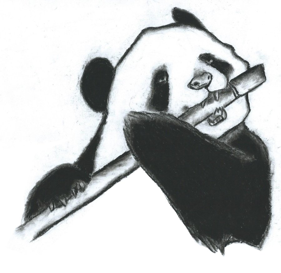 900x874 pandas eating bamboo drawing - Panda Eating Bamboo Drawing