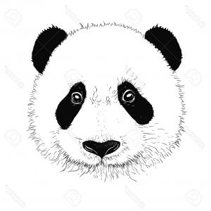Panda Face Drawing at PaintingValley.com | Explore collection of Panda ...