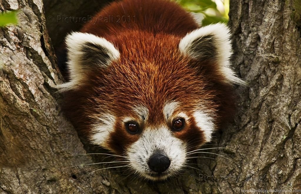 1024x663 red panda face drawing wallpaper desktop background - Panda Face Drawing