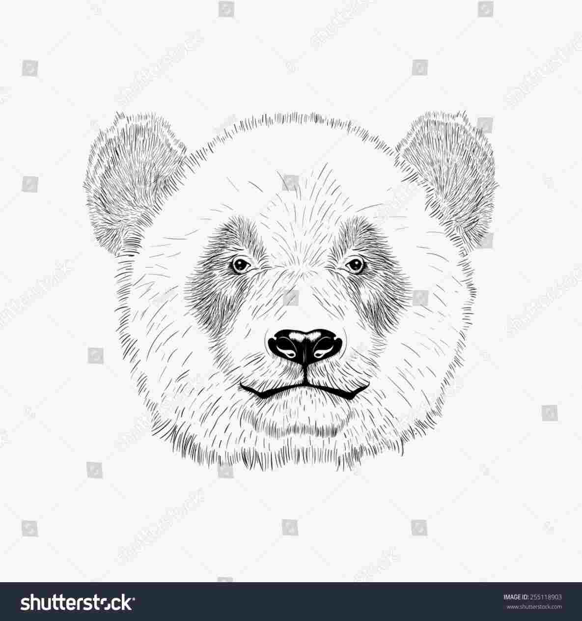 1185x1264  - Panda Face Drawing