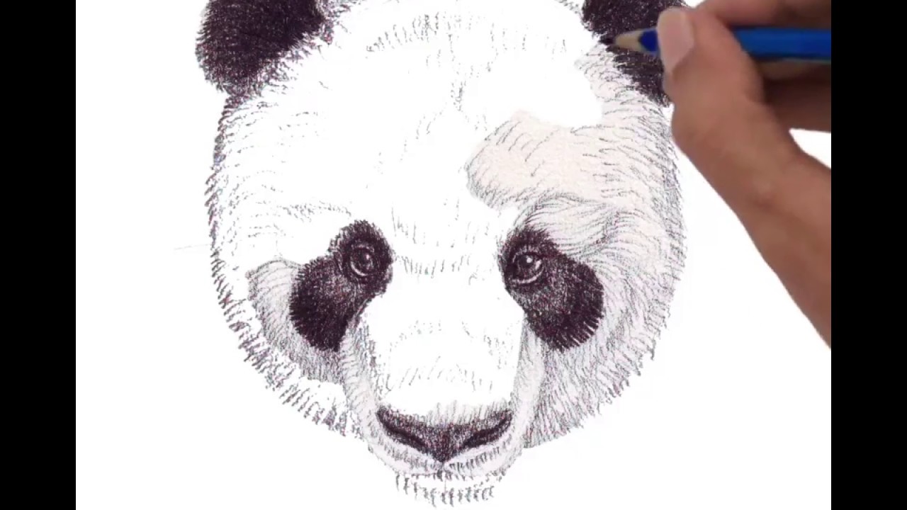 1280x720 Panda Head, Front View - Panda Head Drawing