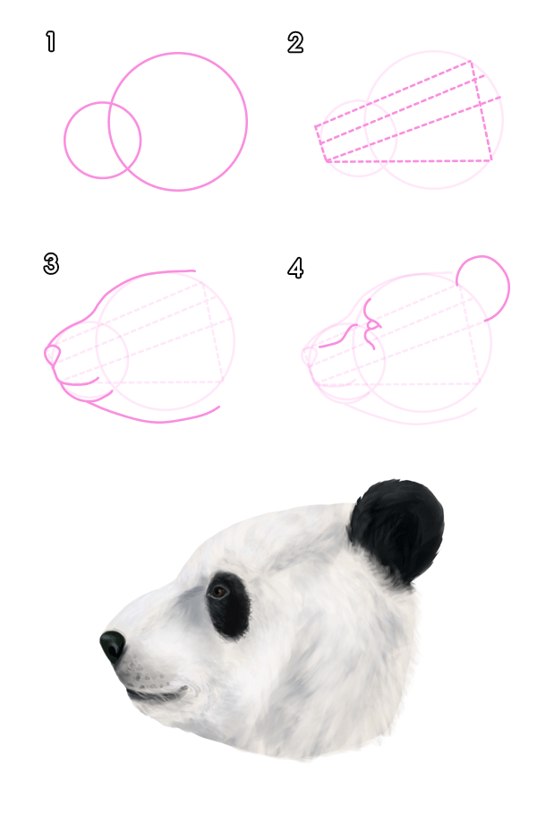 600x910 howtodrawbears giant panda head draw this warm ups - Panda Head Drawing