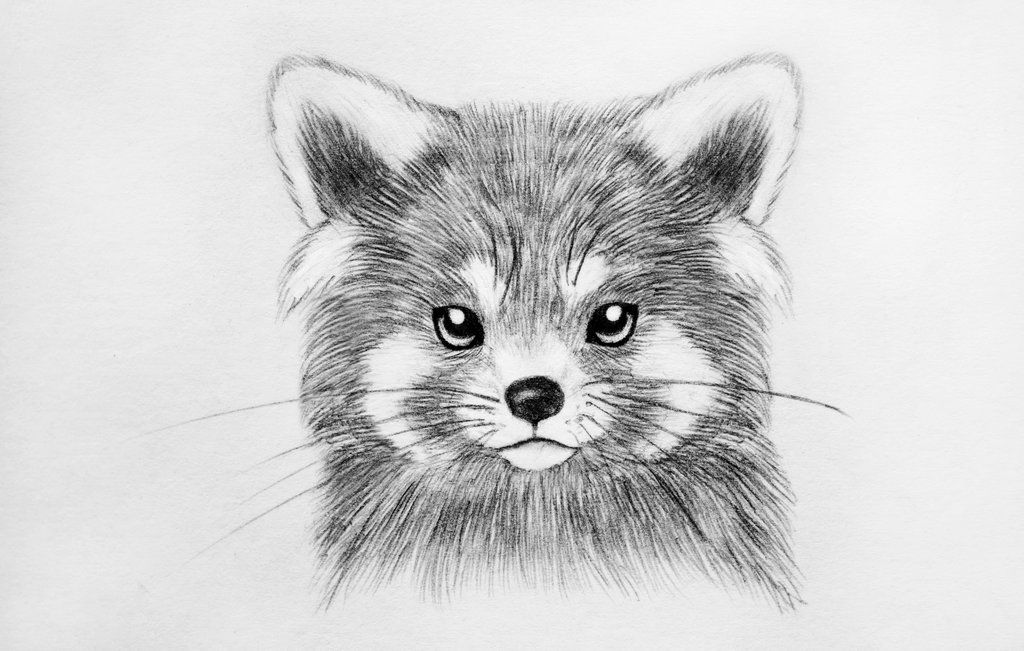 1024x651 Red Panda Line Drawing - Panda Line Drawing