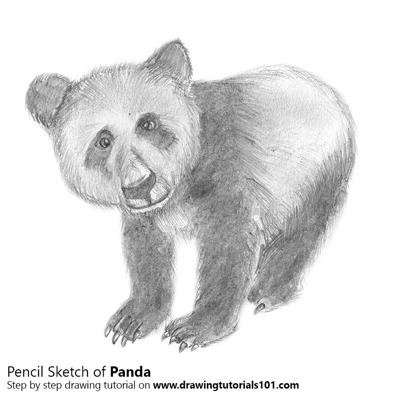 800x800 Panda Pencil Drawing - Panda Pencil Drawing