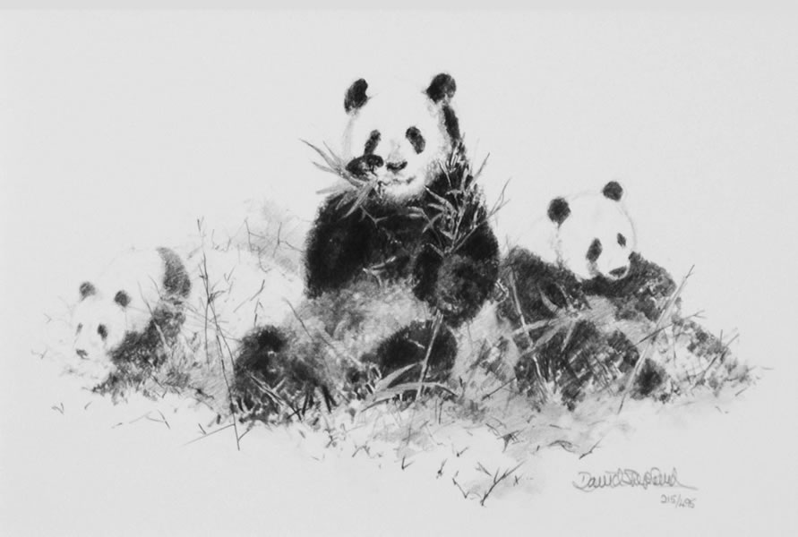 891x600 Panda Pencil Drawing - Panda Pencil Drawing