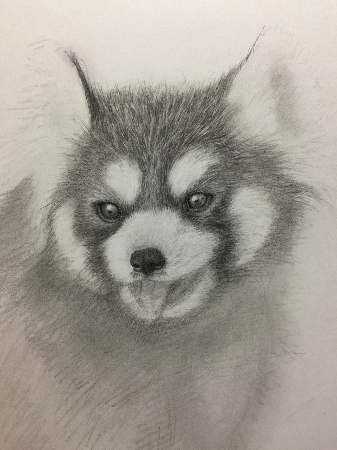 1400x1867 Pencil Drawing - Panda Pencil Drawing
