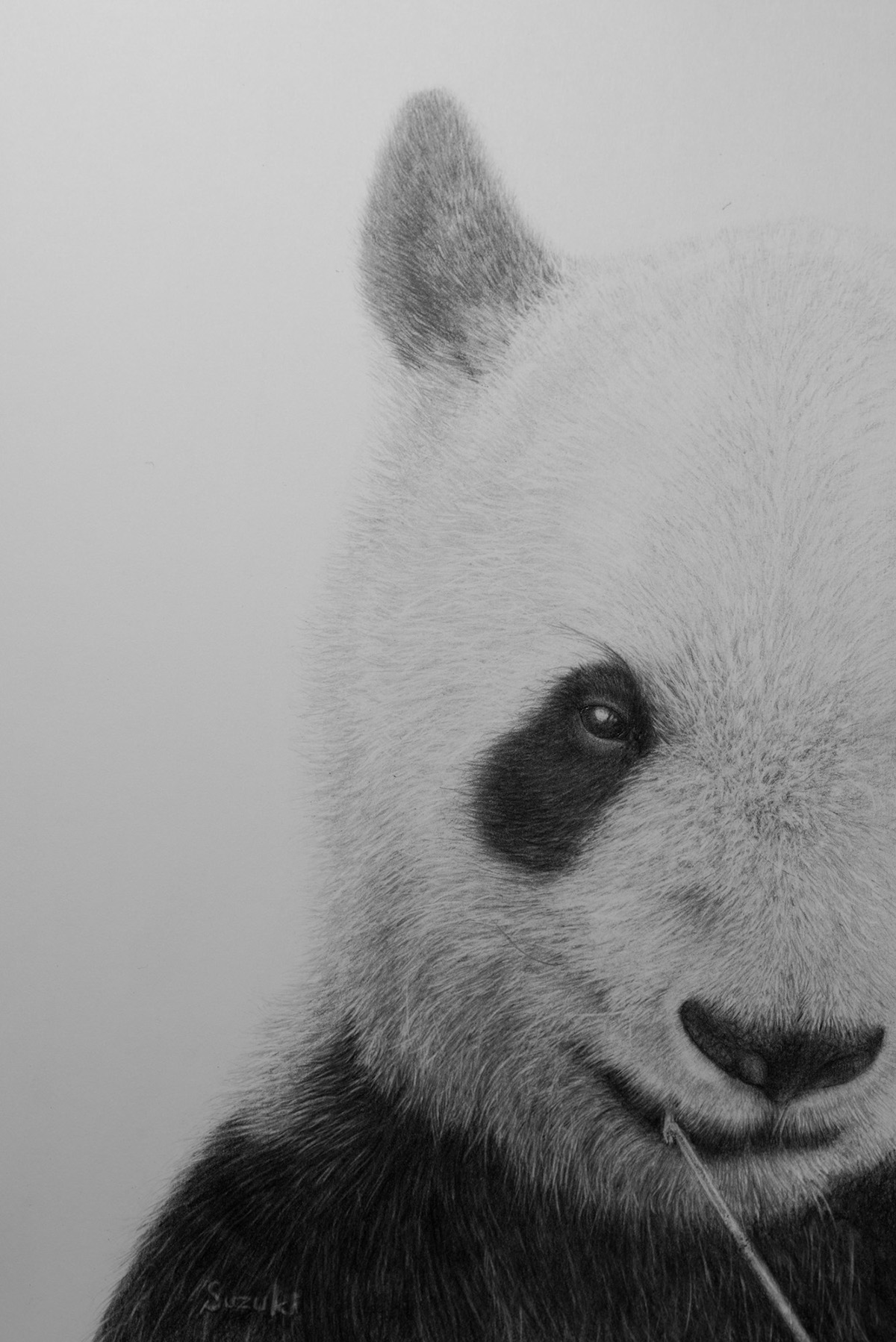 1200x1798 Pencil Drawing Animal - Panda Pencil Drawing