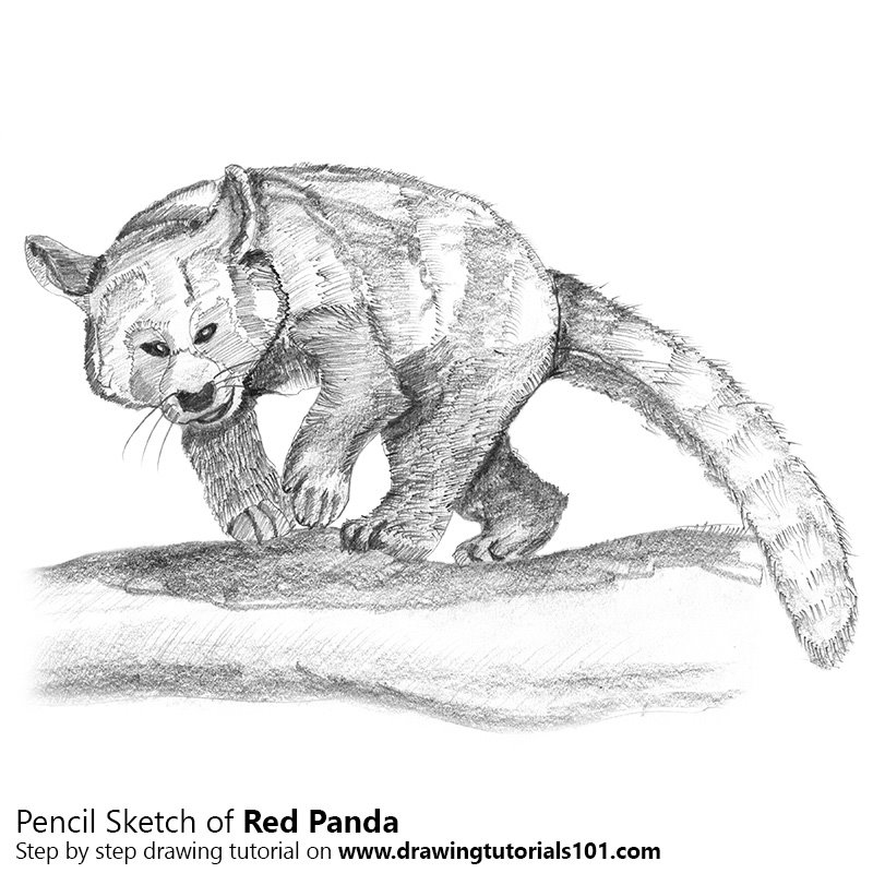 800x800 Red Panda Pencil Drawing - Panda Pencil Drawing