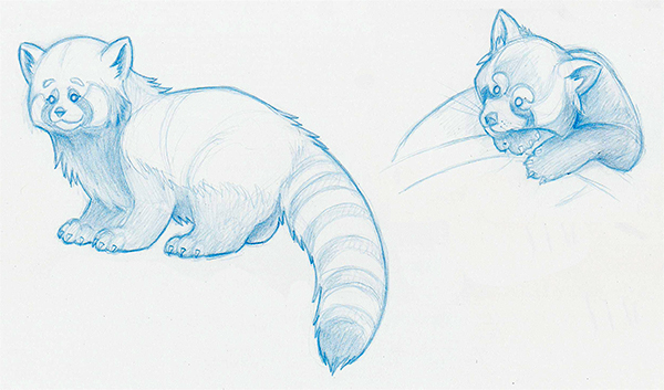 600x353 Red Panda Pencil Sketch - Panda Pencil Drawing