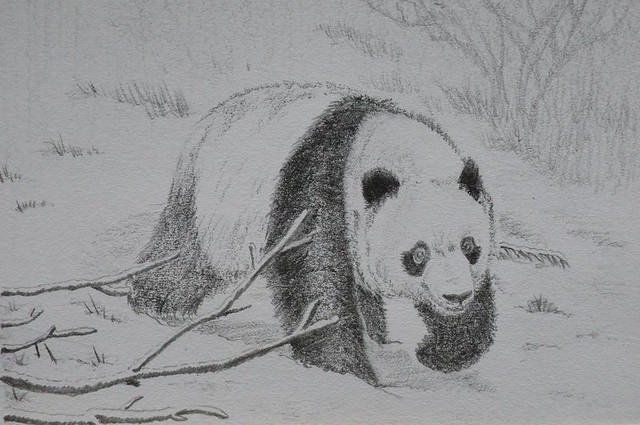 640x425 Tai's Snow Day! - Panda Pencil Drawing