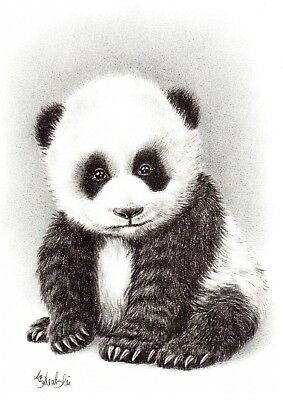 283x400 Wild Animal Baby Panda Print Of The Original Pencil Drawing - Panda Pencil Drawing