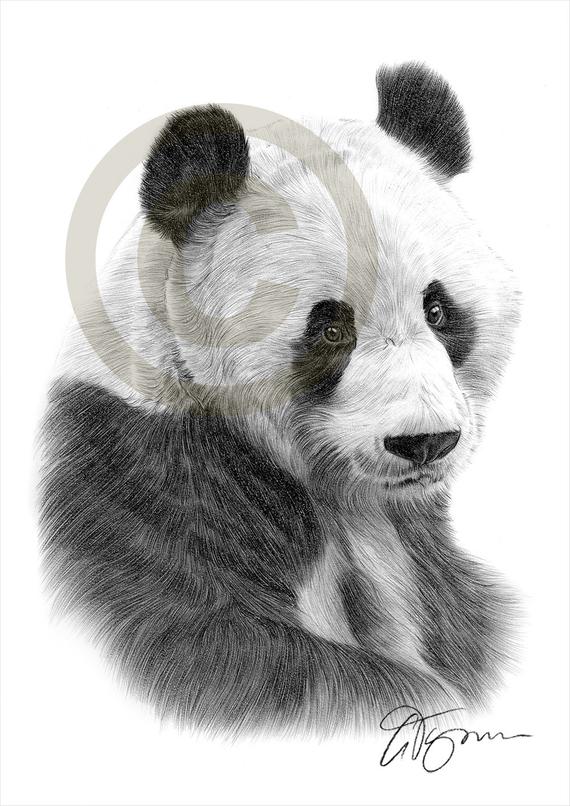 Panda Pencil Drawing at PaintingValley.com | Explore collection of ...