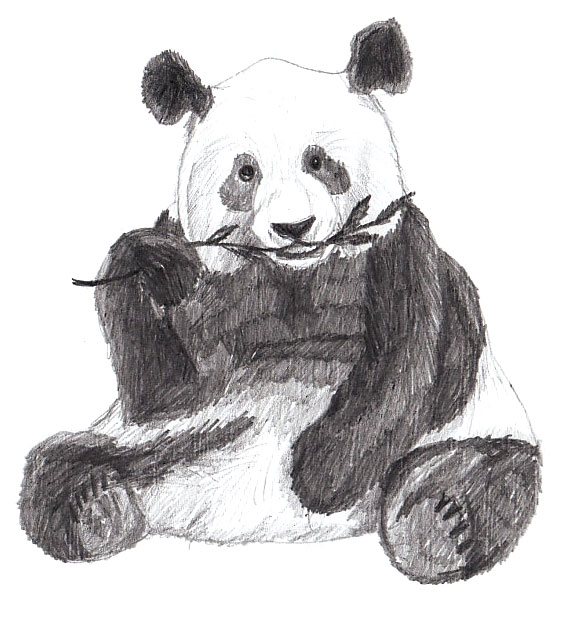 575x618 How To Draw A Panda - Panda Pictures Drawing