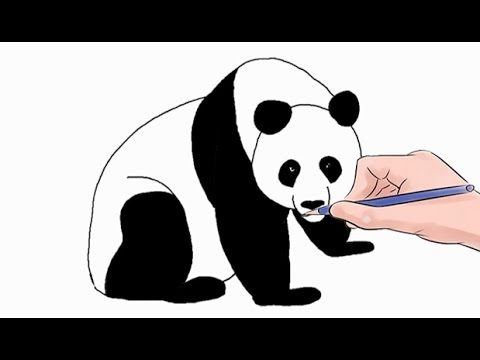 480x360 How To Draw A Panda Easy Step - Panda Pictures Drawing