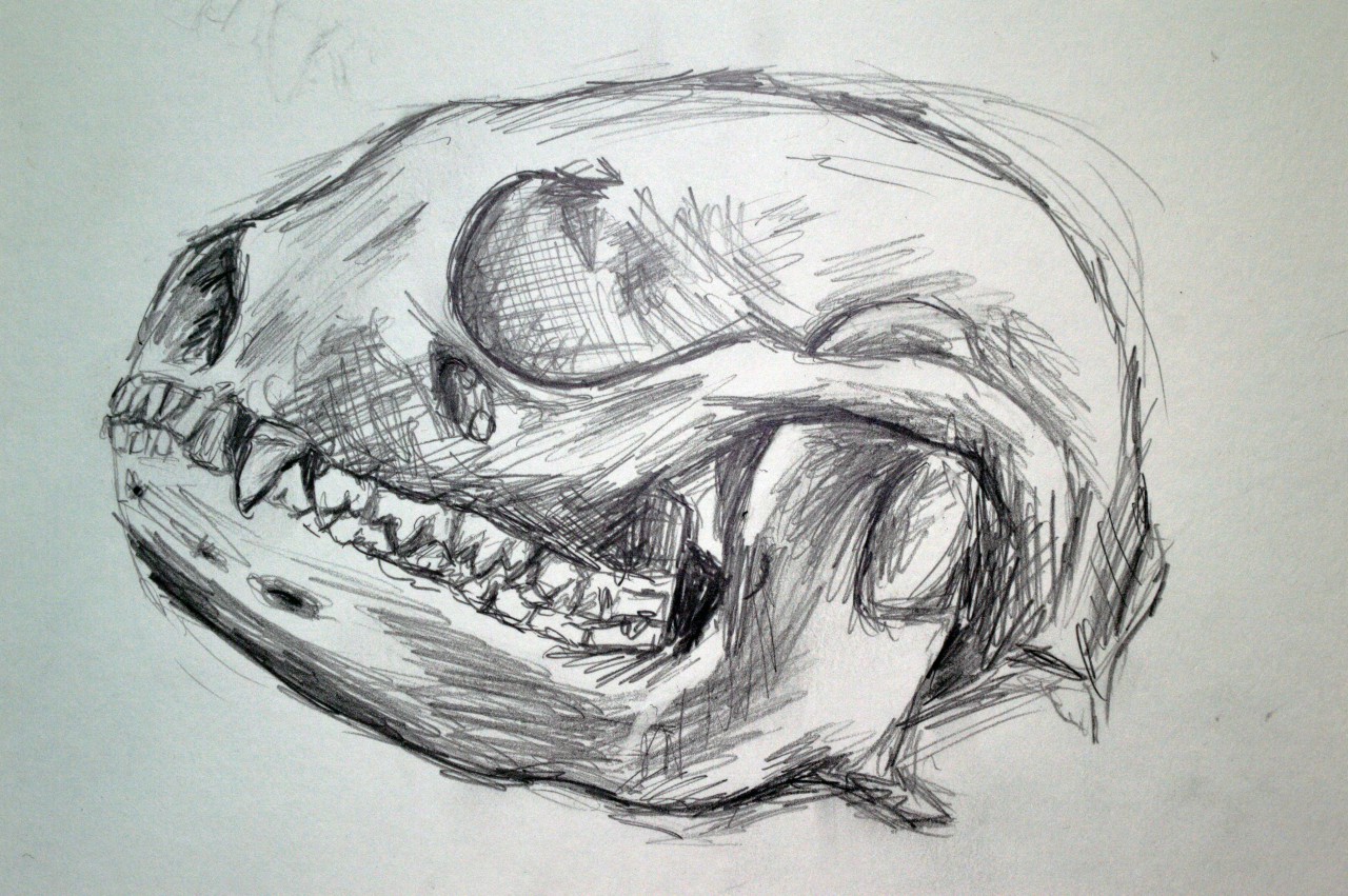 1280x851 Red Panda Skulls Look Weird - Panda Skull Drawing