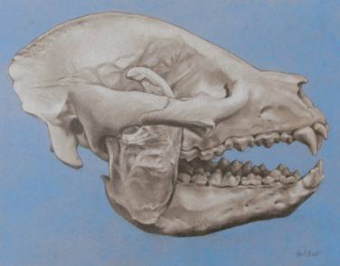 375x293 The Panda Skull Drawing - Panda Skull Drawing