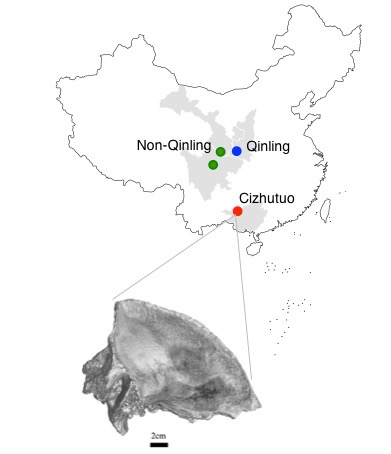 391x454 Year Old Panda Skull Shows New Family Line - Panda Skull Drawing