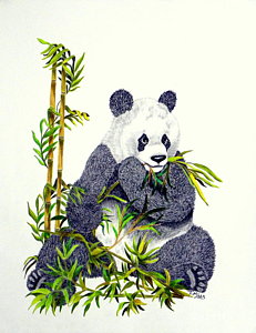 231x300 bamboo stalk drawings fine art america - Panda With Bamboo Drawing
