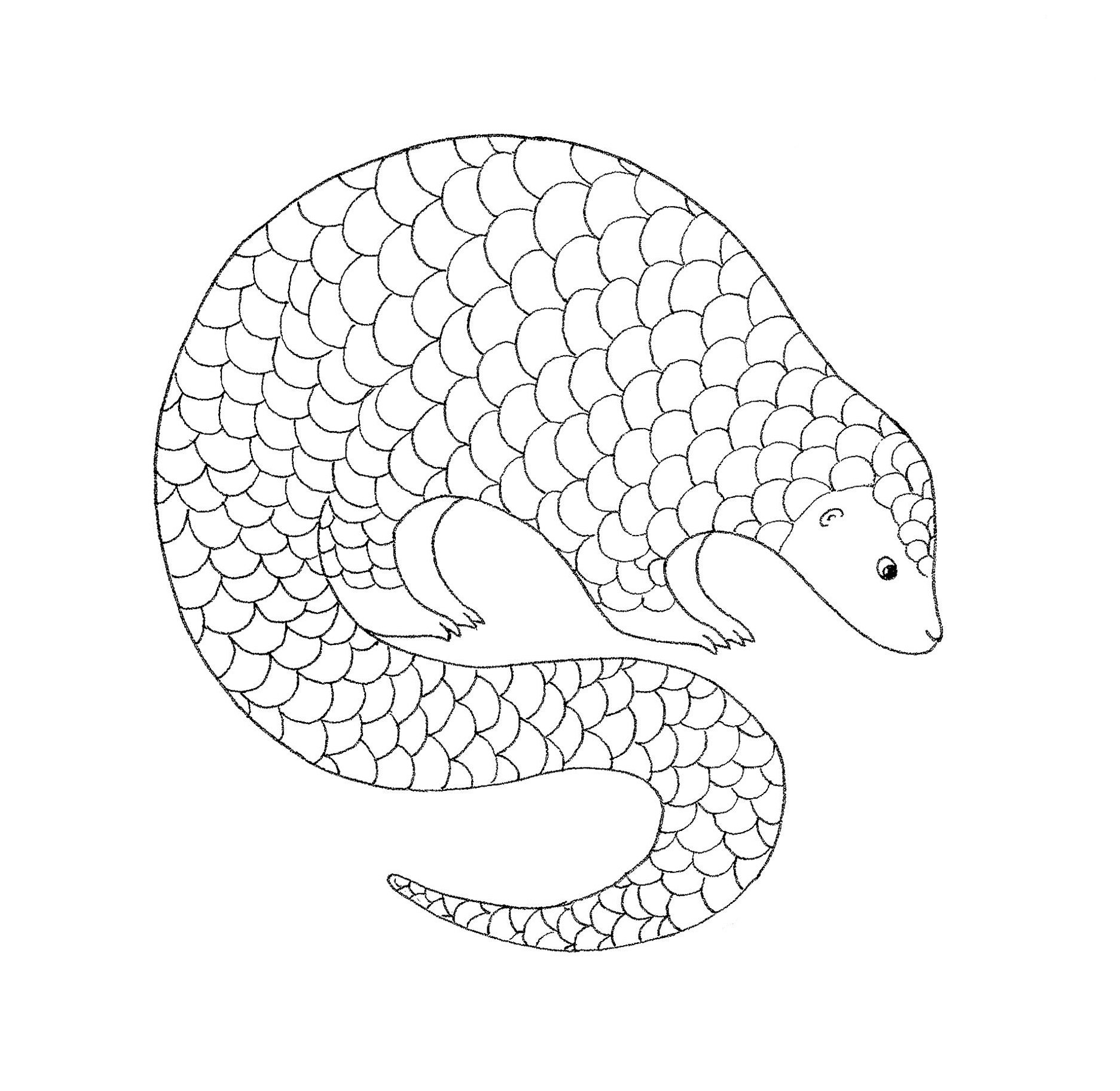 Download Pangolin Drawing at PaintingValley.com | Explore collection of Pangolin Drawing