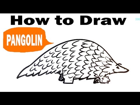480x360 How To Draw A Pangolin - Pangolin Drawing