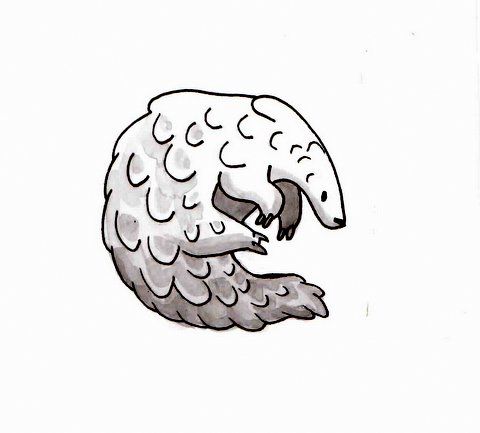 480x433 How To Draw A Pangolin - Pangolin Drawing