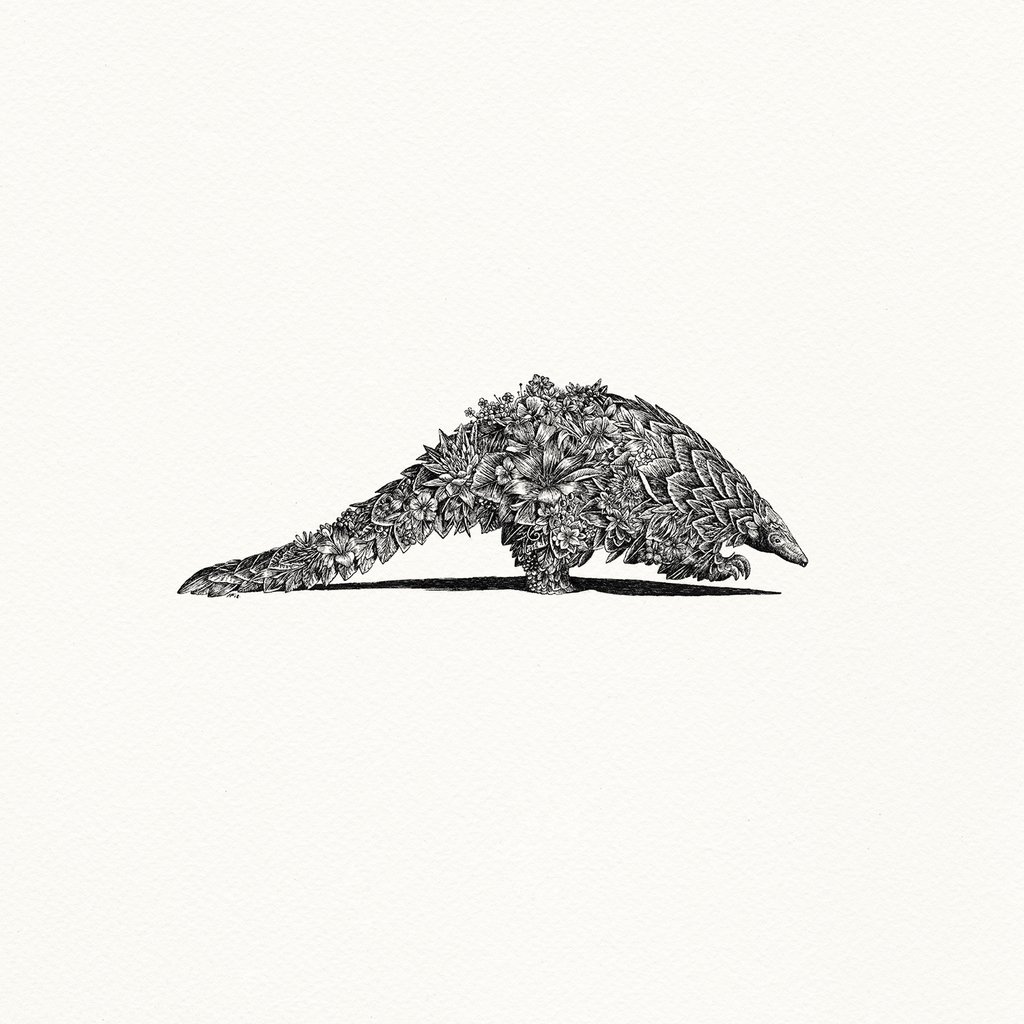 1024x1024 Indian Pangolin - Pangolin Drawing
