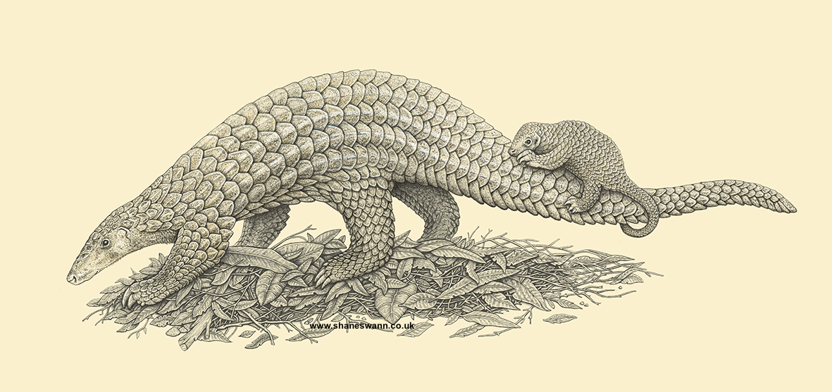 Pangolin Drawing at PaintingValley.com | Explore collection of Pangolin