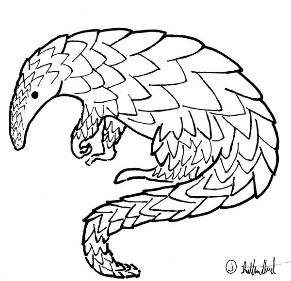 Pangolin Drawing at PaintingValley.com | Explore collection of Pangolin