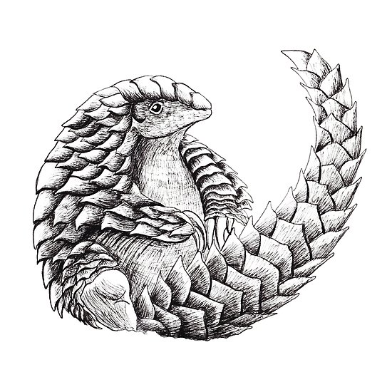 Pangolin Drawing at PaintingValley.com | Explore collection of Pangolin