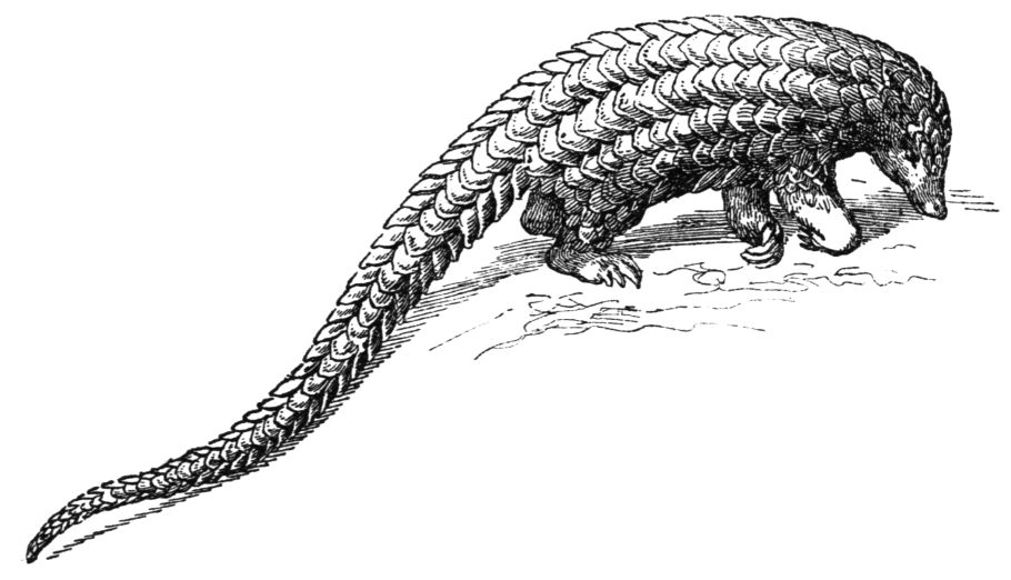 910x522 Pangolin Drawing Free Download - Pangolin Drawing