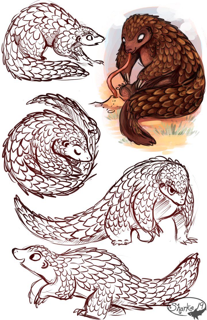 719x1111 Pangolins - Pangolin Drawing
